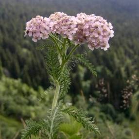 Achillea millefolium subsp. sudetica - Achillée millefeuille des Sudètes
