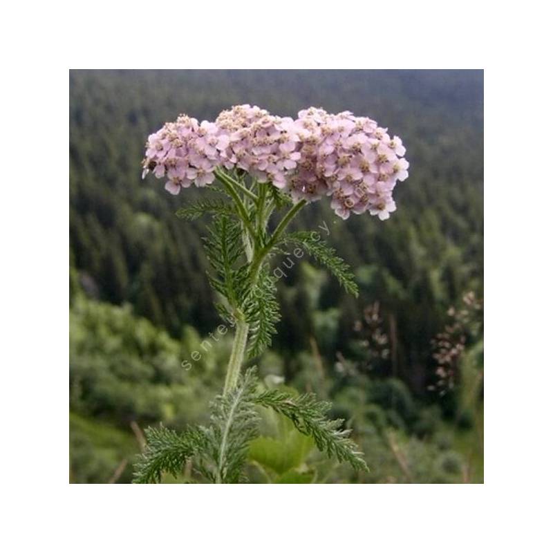 Achillea millefolium subsp. sudetica - Achillée millefeuille des Sudètes