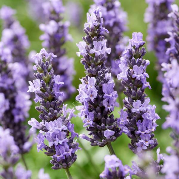 Lavandula x intermedia 'Sensational' - Lavandin bleu