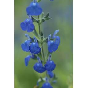 Fleur de Salvia chamaedryoides var. isochroma - Sauge arbustive bleue