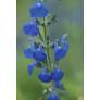 Fleur de Salvia chamaedryoides var. isochroma - Sauge arbustive bleue