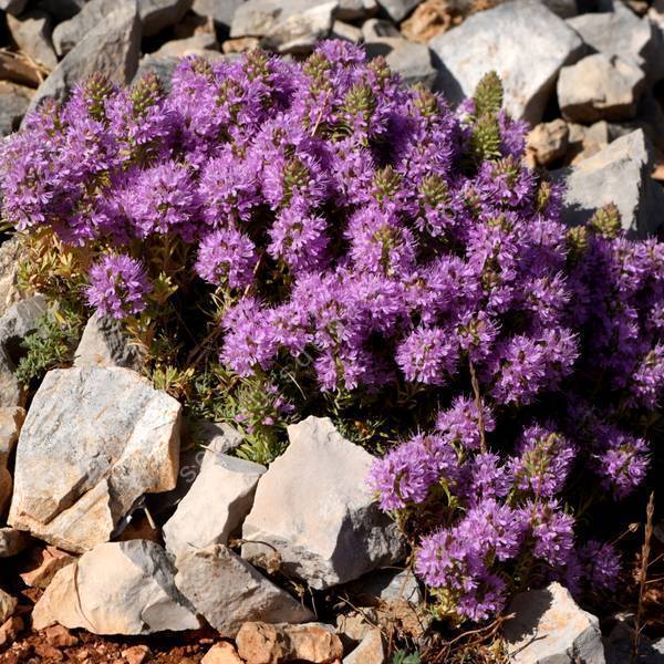 Thymus holosericeus - Thym des Iles Ioniennes