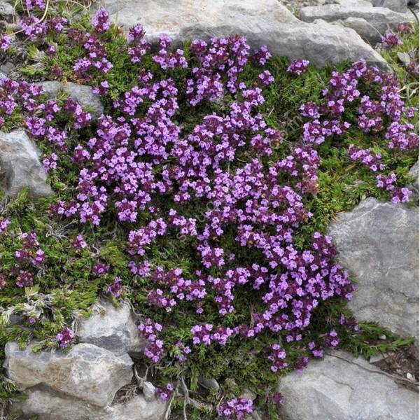 Thymus boissieri - Thym balkanique
