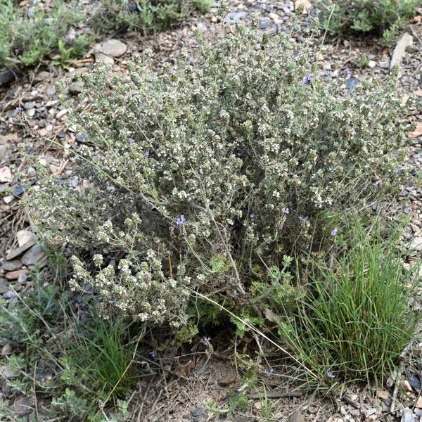 Thymus baeticus - Thym bétique