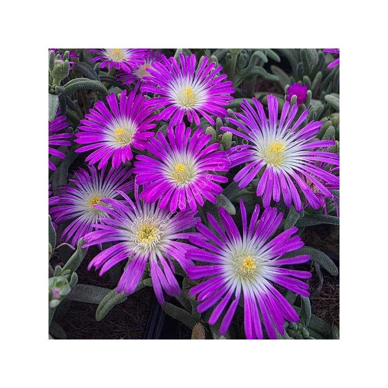 Delosperma 'Solstice Magenta' - Pourpier vivace rose et blanche
