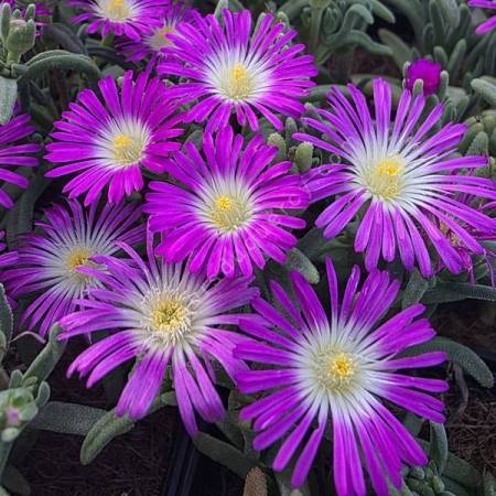Delosperma 'Solstice Magenta' - Pourpier vivace rose et blanche