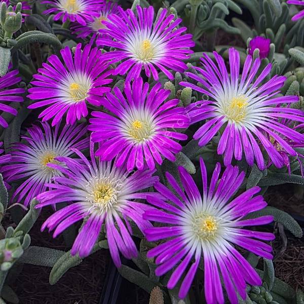 Delosperma 'Solstice Magenta' - Pourpier vivace rose et blanche