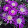 Delosperma 'Solstice Magenta' - Pourpier vivace rose et blanche