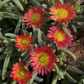 Delosperma 'Solstice Scarlet Red' - Pourpier vivace rouge