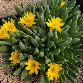 Delosperma congestum 'Pépites d'or' - Pourpier vivace jaune