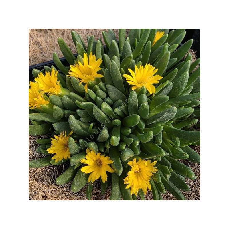 Delosperma congestum 'Pépites d'or' - Pourpier vivace jaune