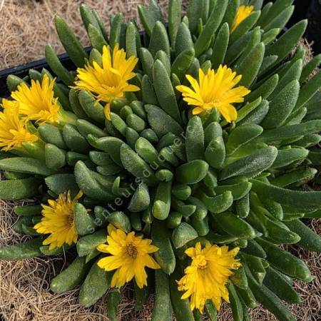 Delosperma congestum 'Pépites d'or' - Pourpier vivace jaune
