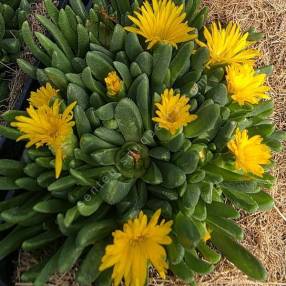 Delosperma congestum 'Pépites d'or' - Pourpier vivace jaune