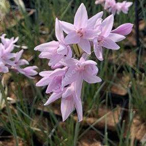 Tulbaghia violacea 'Ashanti' - Ail d'Afrique du Sud rose
