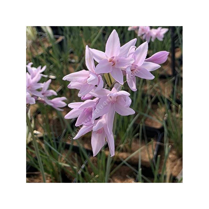 Tulbaghia violacea 'Ashanti' - Ail d'Afrique du Sud rose