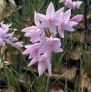 Tulbaghia violacea 'Ashanti' - Ail d'Afrique du Sud rose