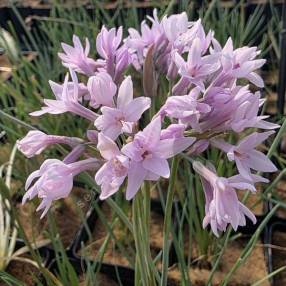 Tulbaghia violacea 'Ashanti' - Ail d'Afrique du Sud rose