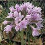 Tulbaghia violacea 'Ashanti' - Ail d'Afrique du Sud rose