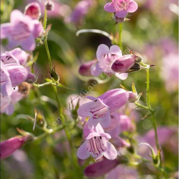 Penstemon 'Evelyn' - Galane à fleur rose