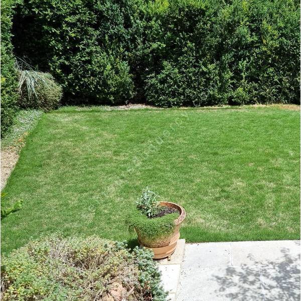 Zoysia tenuifolia - Gazon des Mascareignes