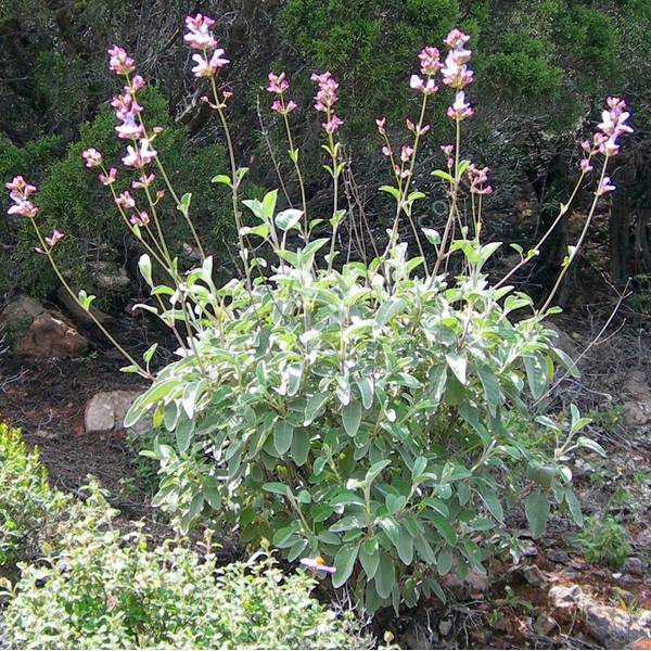 Salvia pomifera subsp. calycina