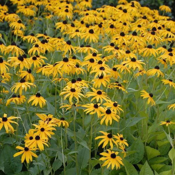 Rudbeckia fulgida 'Goldsturm' - Suzanne aux yeux bruns