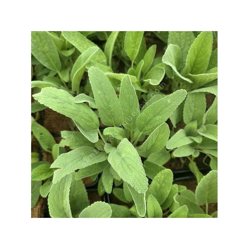 Phlomis anisodonta subsp. occidentalis - Sauges de Jérusalem d'Irak