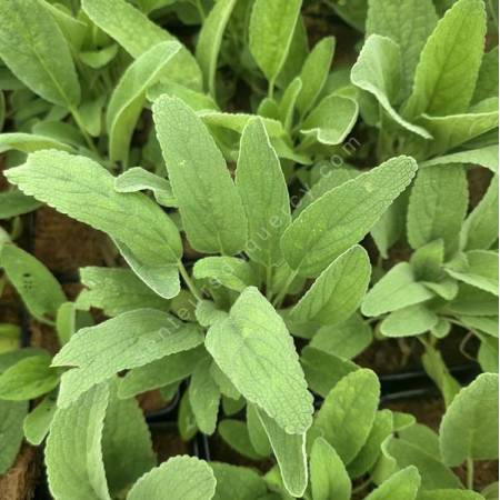 Phlomis anisodonta subsp. occidentalis - Sauges de Jérusalem d'Irak