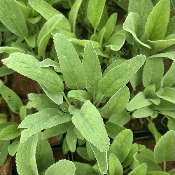 Phlomis anisodonta subsp. occidentalis - Sauges de Jérusalem d'Irak