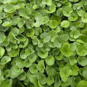 Dichondra repens - Dichondra rampant