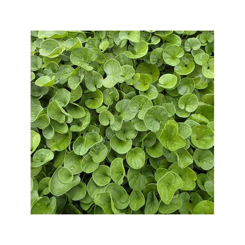 Dichondra repens - Dichondra rampant