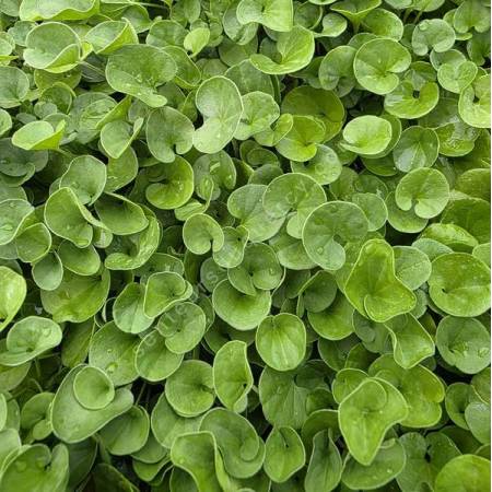 Dichondra repens - Dichondra rampant