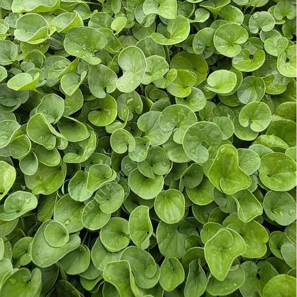Dichondra repens - Dichondra rampant