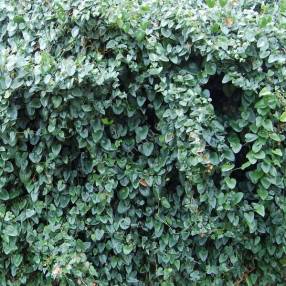 Smilax aspera - Salsepareille d'Europe