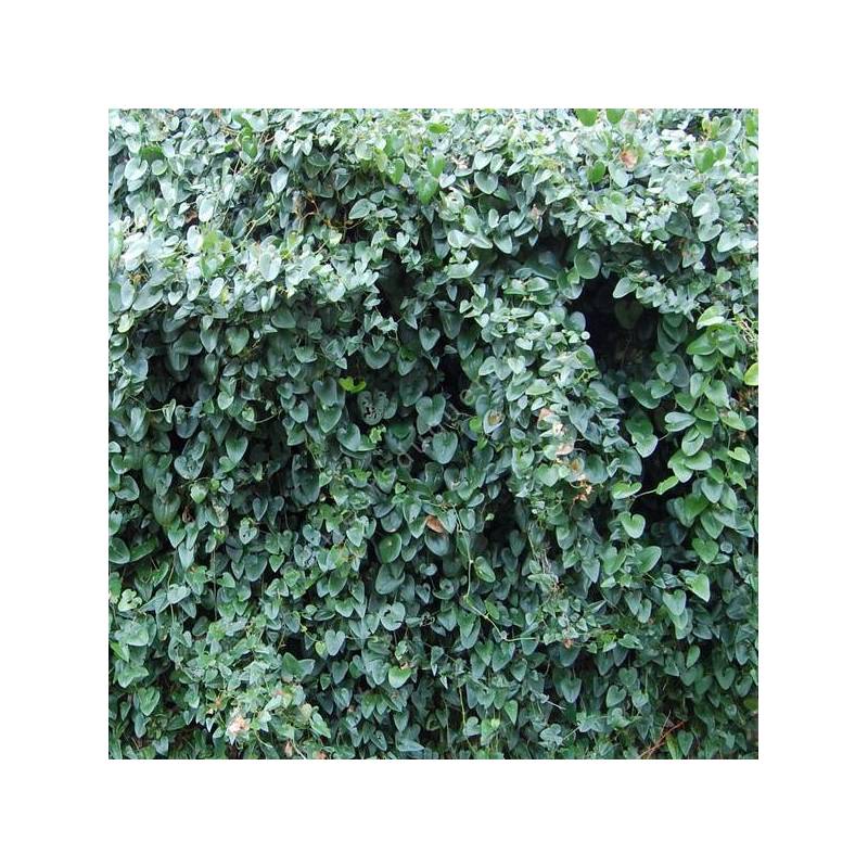 Smilax aspera - Salsepareille d'Europe