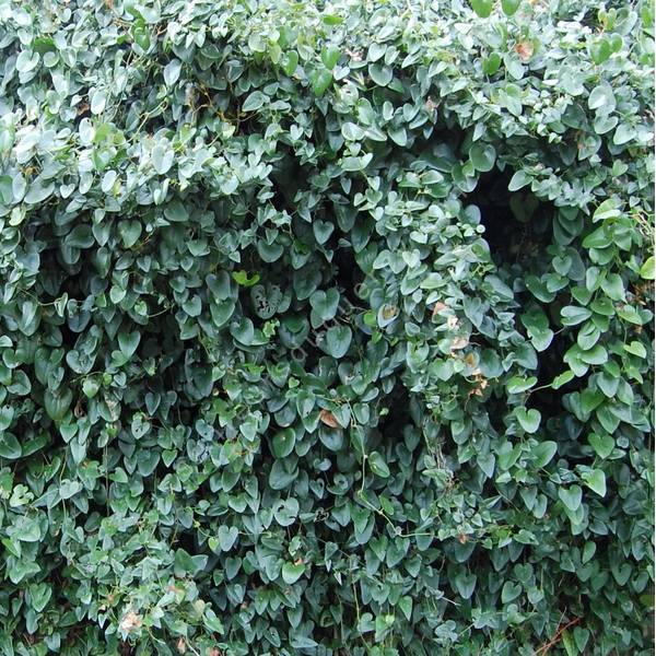 Smilax aspera - Salsepareille d'Europe