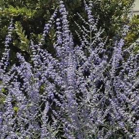 Perovskia atriplicifolia 'Zasha' - Lavande d'Afghanistan précoce