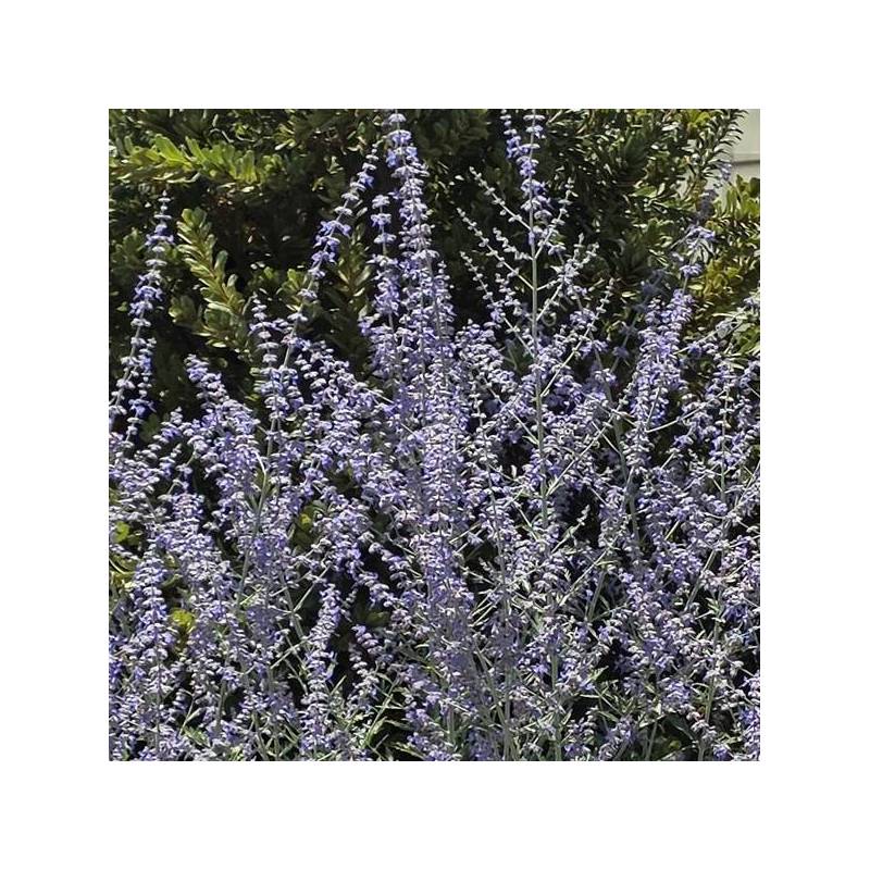 Perovskia atriplicifolia 'Zasha' - Lavande d'Afghanistan précoce