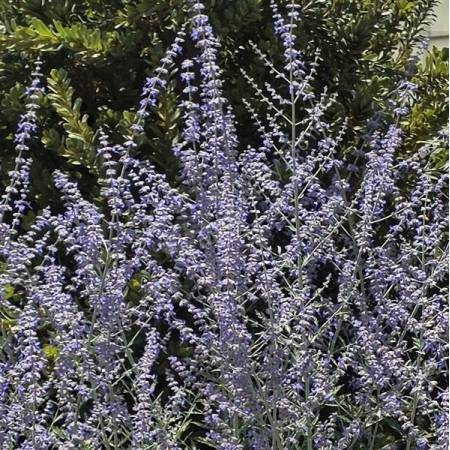 Perovskia atriplicifolia 'Zasha' - Lavande d'Afghanistan précoce