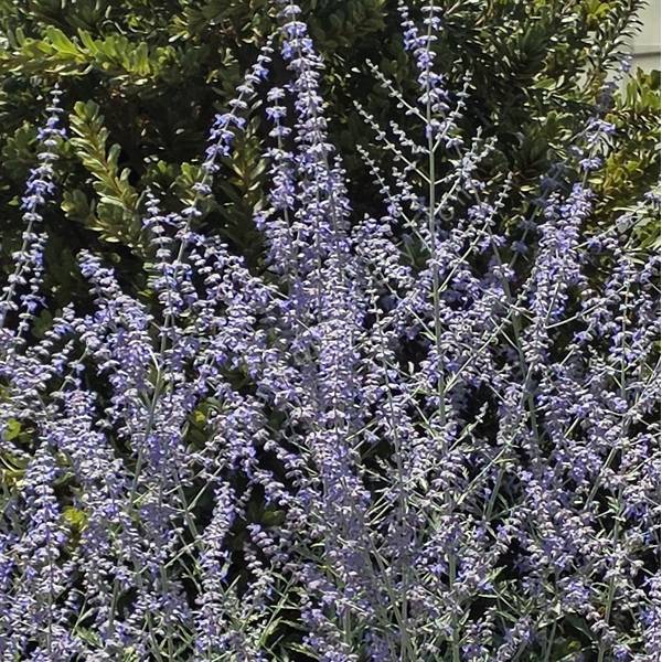 Perovskia atriplicifolia 'Zasha' - Lavande d'Afghanistan précoce