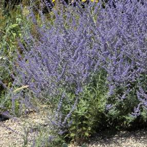 Perovskia atriplicifolia 'Jelena' - Lavande d'Afghanistan compacte