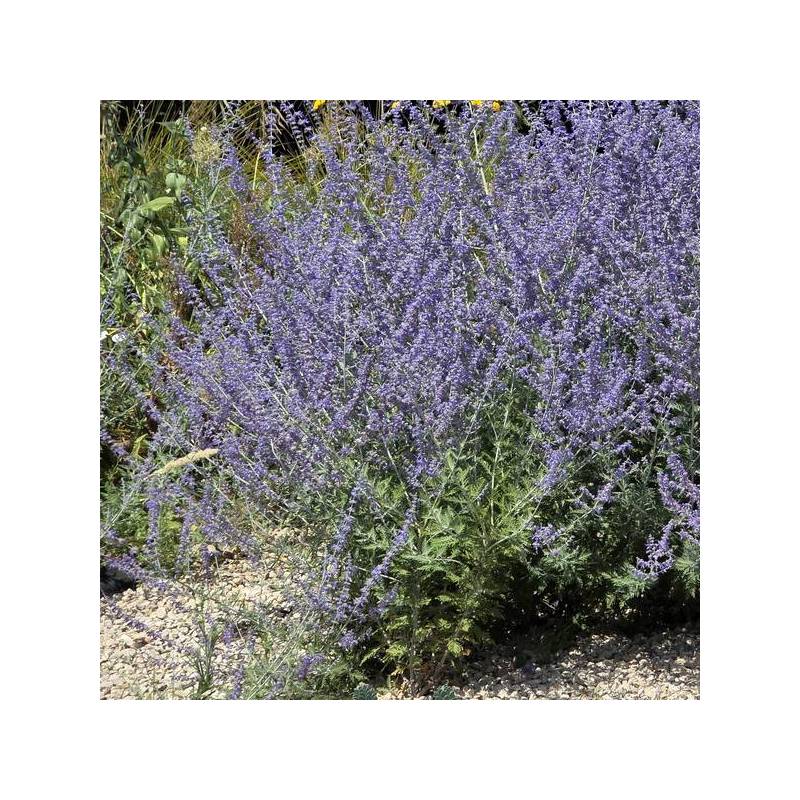 Perovskia atriplicifolia 'Jelena' - Lavande d'Afghanistan compacte