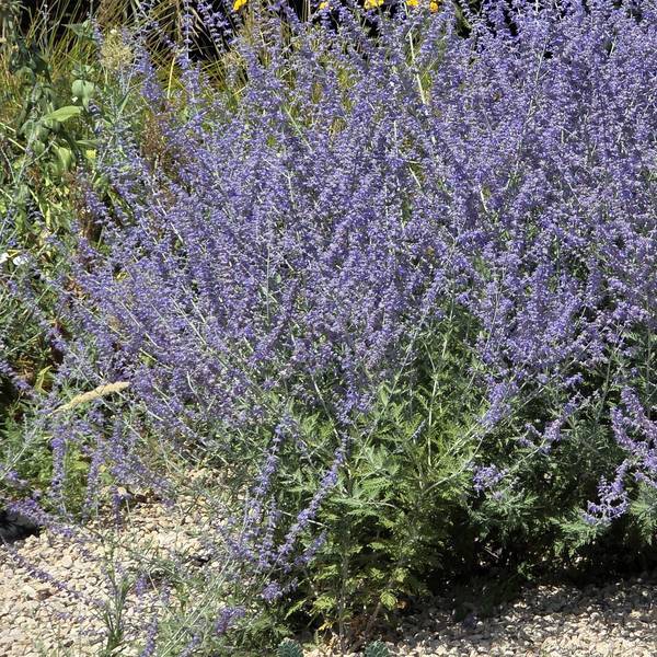Perovskia atriplicifolia 'Jelena' - Lavande d'Afghanistan compacte