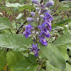 Vitex rotundifolia - Gattilier à feuilles rondes