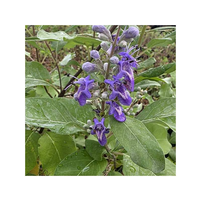 Vitex rotundifolia - Gattilier à feuilles rondes