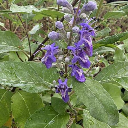 Vitex rotundifolia - Gattilier à feuilles rondes