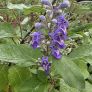 Vitex rotundifolia - Gattilier à feuilles rondes
