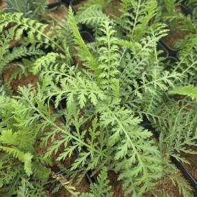 Achillea distans – Achillée distante