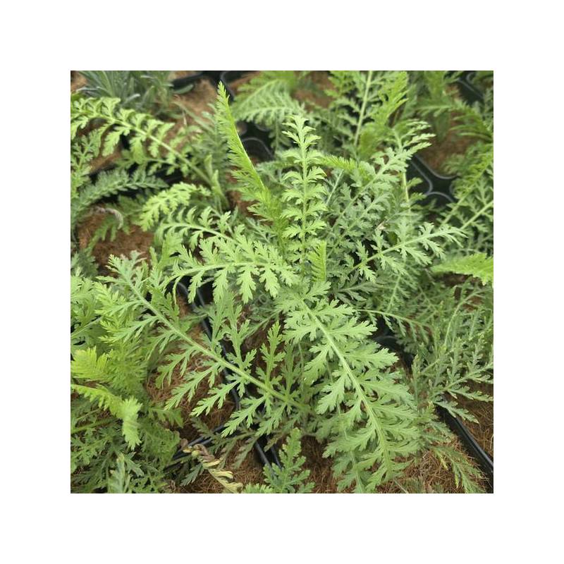 Achillea distans – Achillée distante