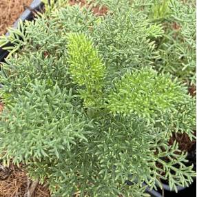 Achillea clusiana - Achillée de l'Ècluse
